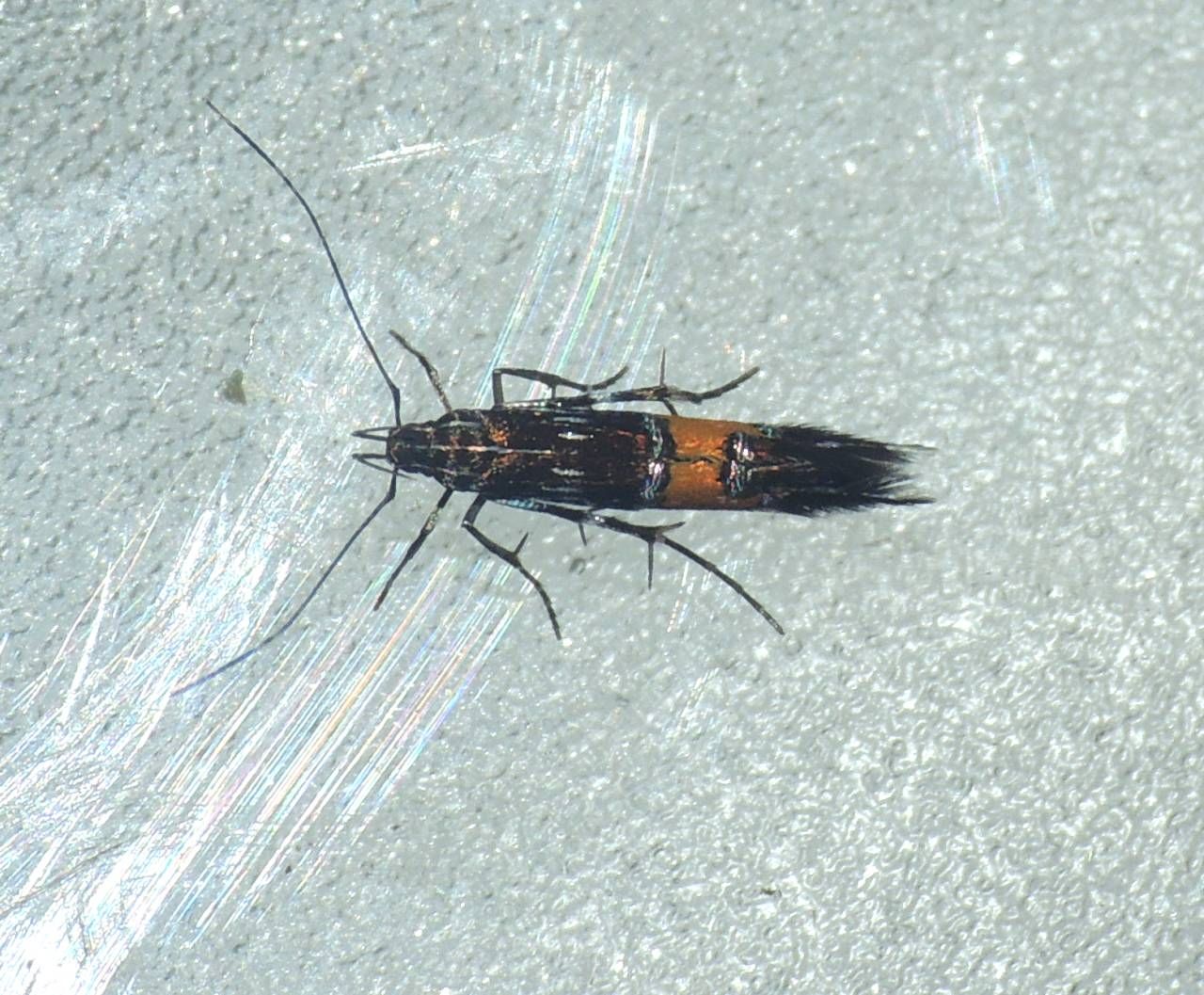 Cosmopterigidae 1 - Cosmopterix cfr. scribaiella